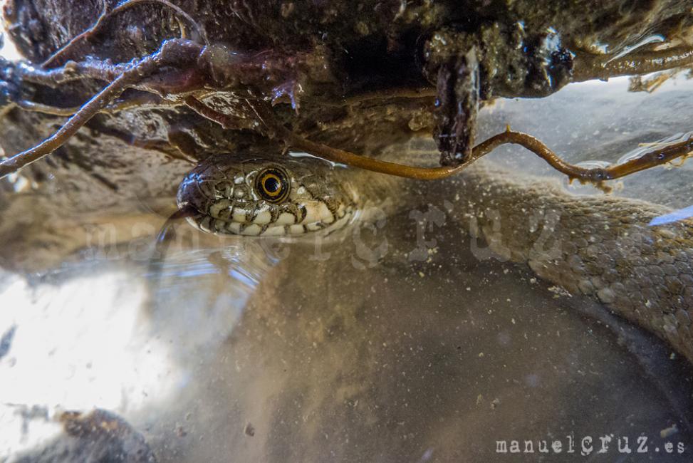 Culebra viperina (Natrix maura)